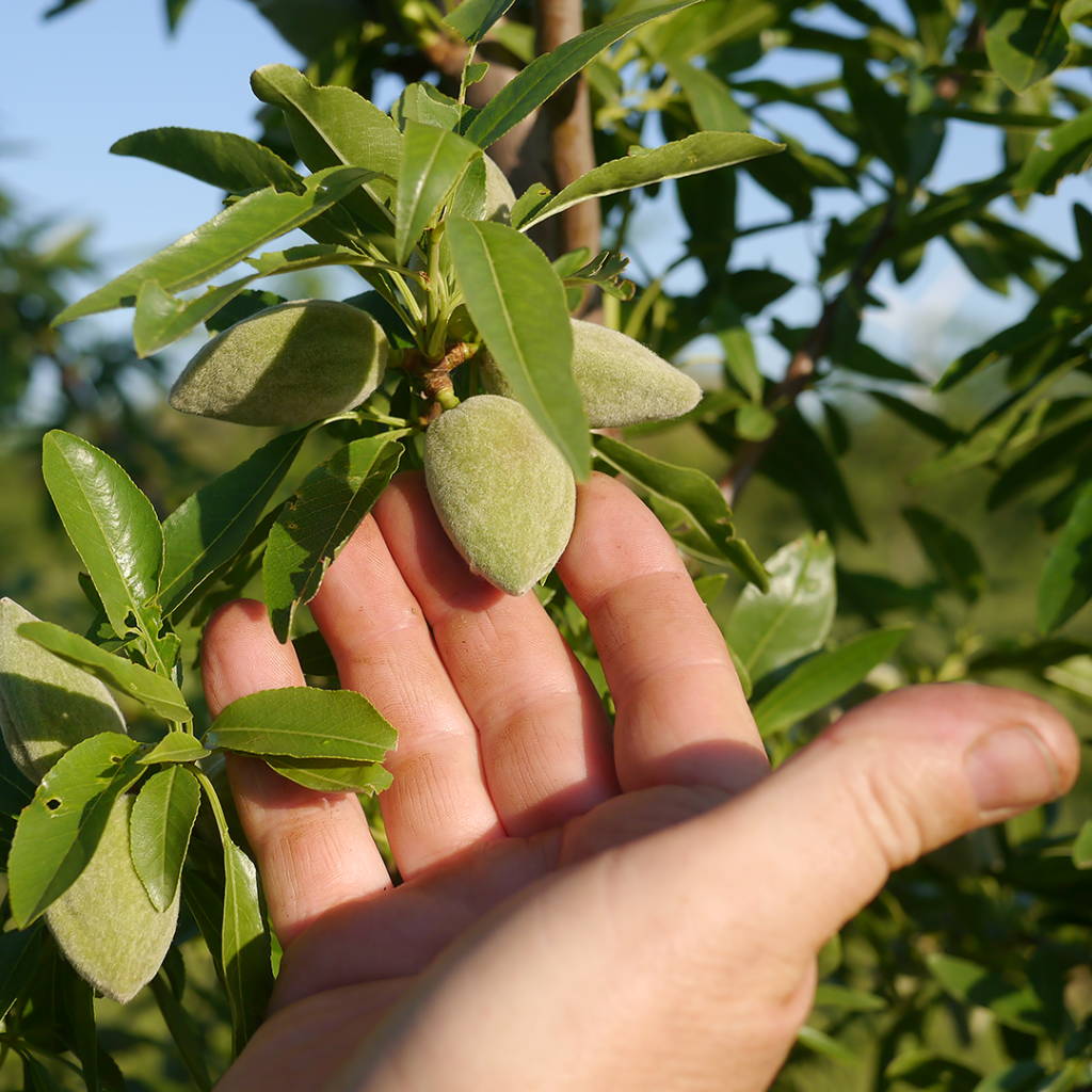 Une main cueillant une amande